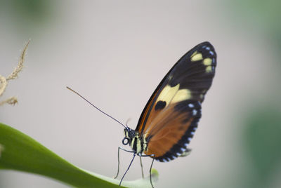 Close-up of butterfly perching on twig