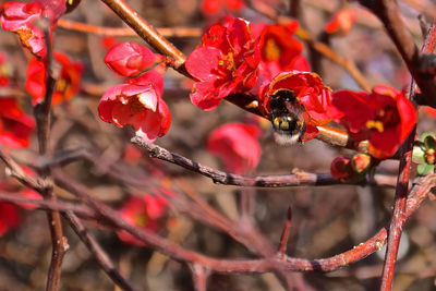 Close-up of insect on red flower