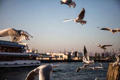 Seagulls flying in the sky