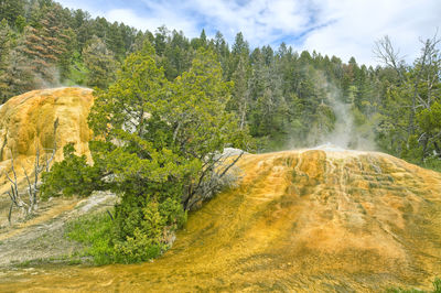 Volcanic landscape against trees at yellowstone national park