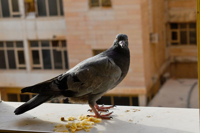 Close-up of pigeon perching on table