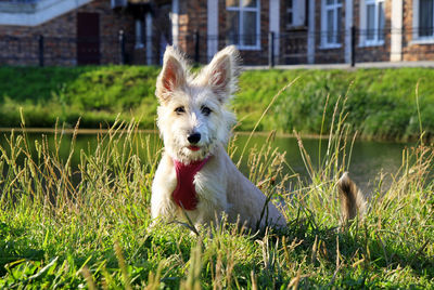Little furry white puppy is sitting on a grass in a park near to the lake.