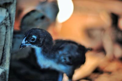 Close-up of a bird