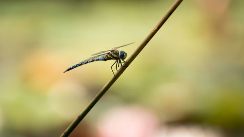 Close-up of damselfly on leaf