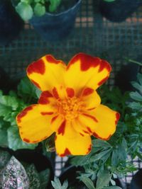 Close-up of orange flower in pot