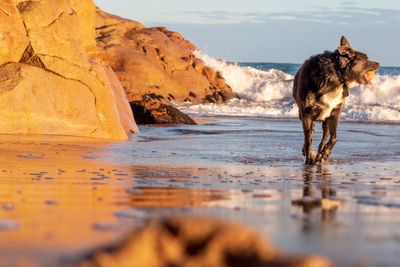 Dog standing on beach