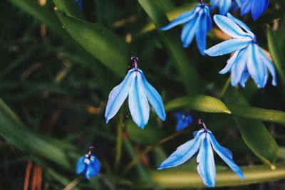 Close-up of purple flowers blooming