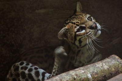 Close-up of a cat looking away