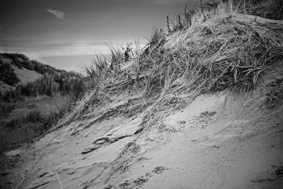 Scenic view of snow covered land