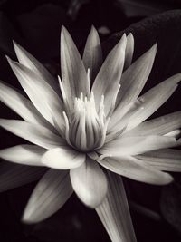 Close-up of flower blooming outdoors