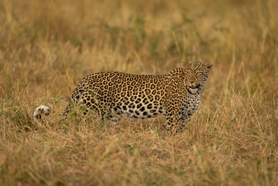 Leopard on field