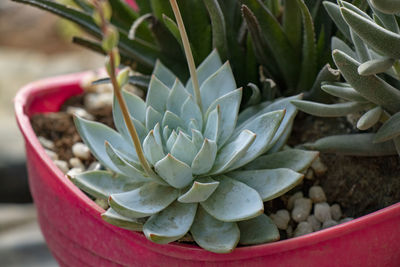 Close-up of succulent plant