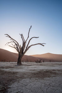 Bare tree on desert against clear sky