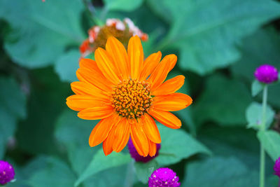 Close-up of orange flower