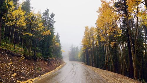 Road amidst trees at forest during autumn