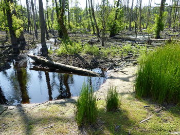 Plants growing in pond