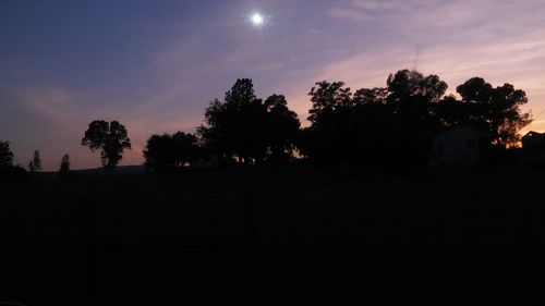 Silhouette of trees at night