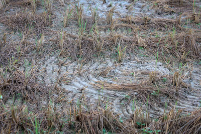 High angle view of trees growing on field