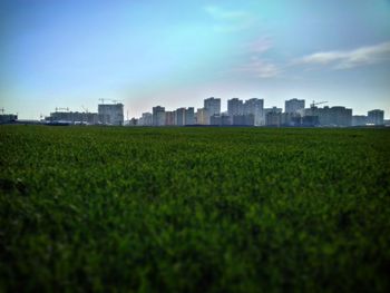 Scenic view of field by buildings against sky
