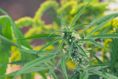 plant