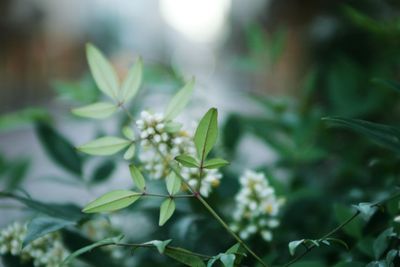 Close-up of flowering plant