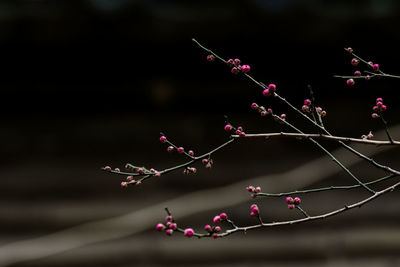 Close-up of plant