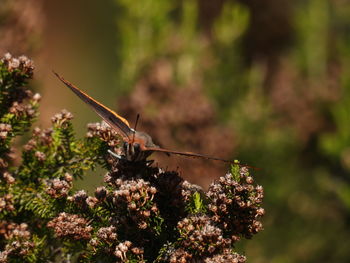 nature