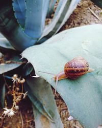 Close-up of snail