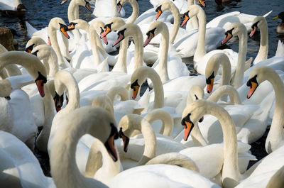White swans swimming in lake