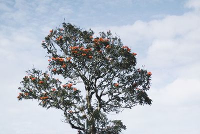 Low angle view of tree against sky