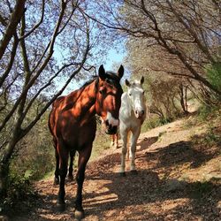 Horses standing in a farm