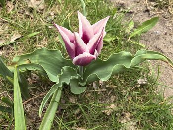 plant