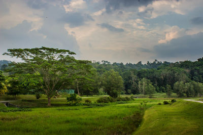 Trees on field against sky