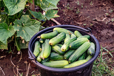 Green vegetables on field