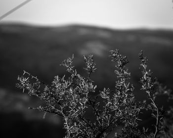 Close-up of frozen plant against sky