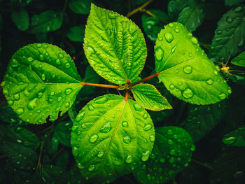 Close-up of raindrops on leaves