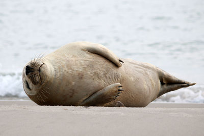 High angle view of seal on beach