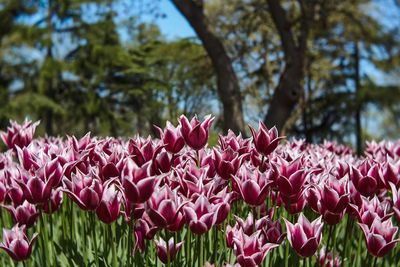 Close-up of pink flowers