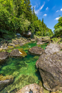 Scenic view of river flowing through rocks in forest