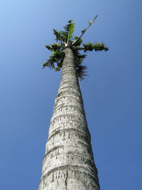 Low angle view of coconut palm tree against clear blue sky