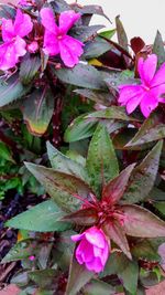 Close-up of pink flowers