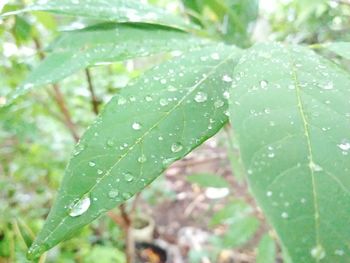 Close-up of raindrops on leaf