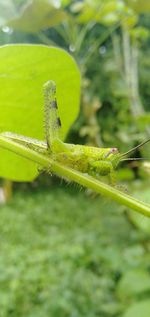 Close-up of insect on leaf