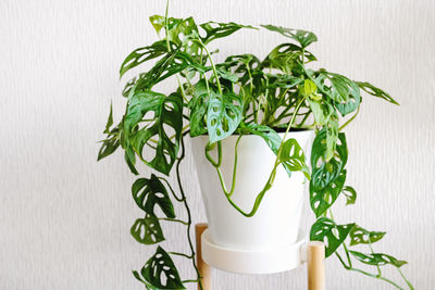 Monstera monkey mask or obliqua or adansonii stands on a white pedestal on a light background. 