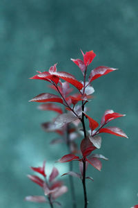 Close-up of red maple leaves on plant during autumn