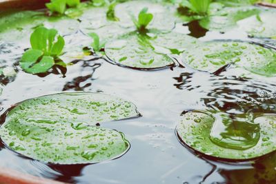 High angle view of lotus water lily in lake