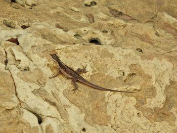 Close-up of lizard on rock