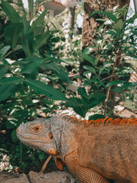 Close-up of a lizard