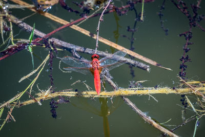 Low angle view of spider on web