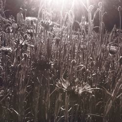 Plants growing on field